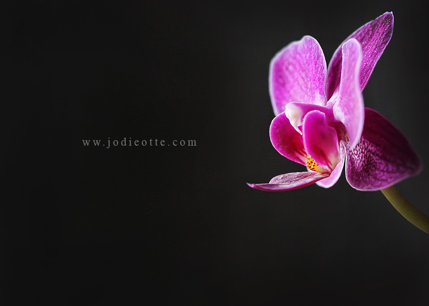 purple orchid orchid
