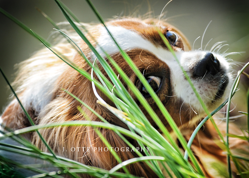 pet photographer baltimore