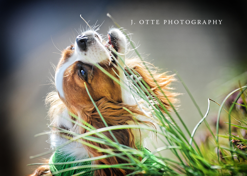 dog photographer in baltimore