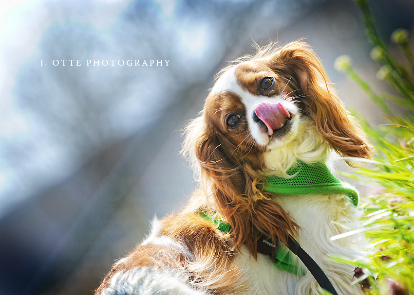 cavalier king charles spaniel