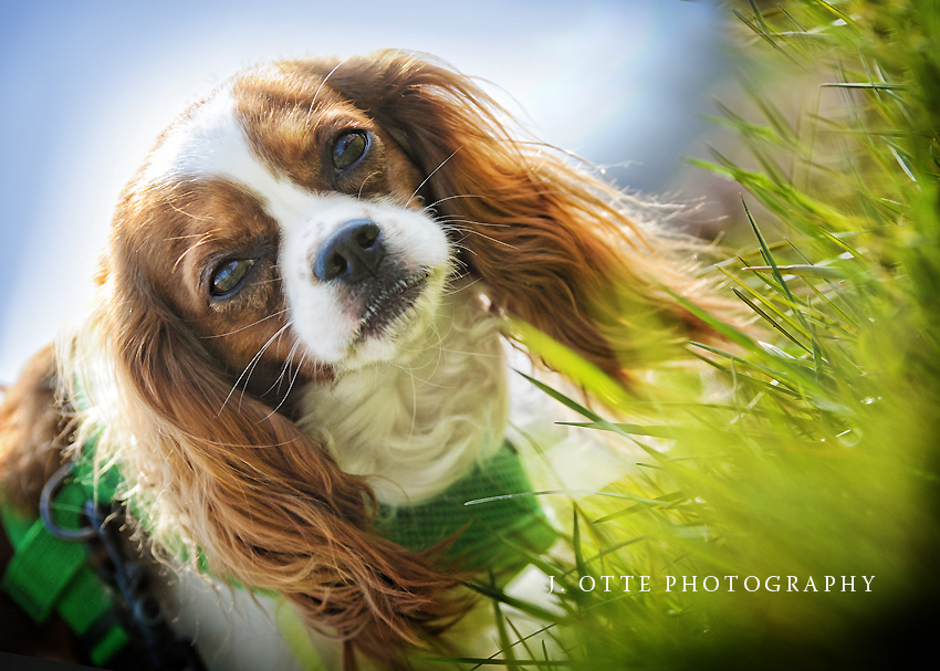 commercial pet photographer