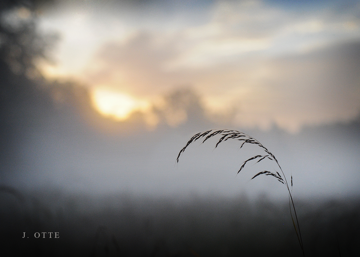 fog maryland