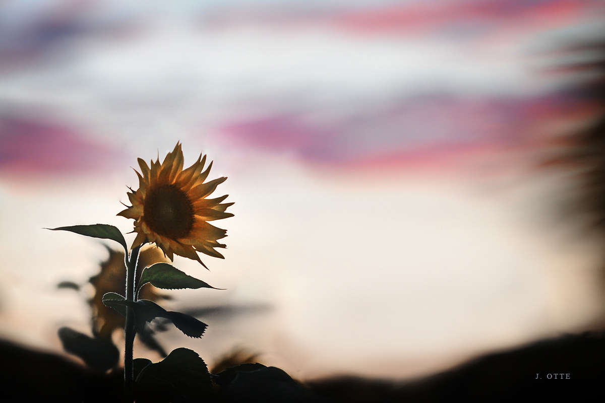 sunflower harford county