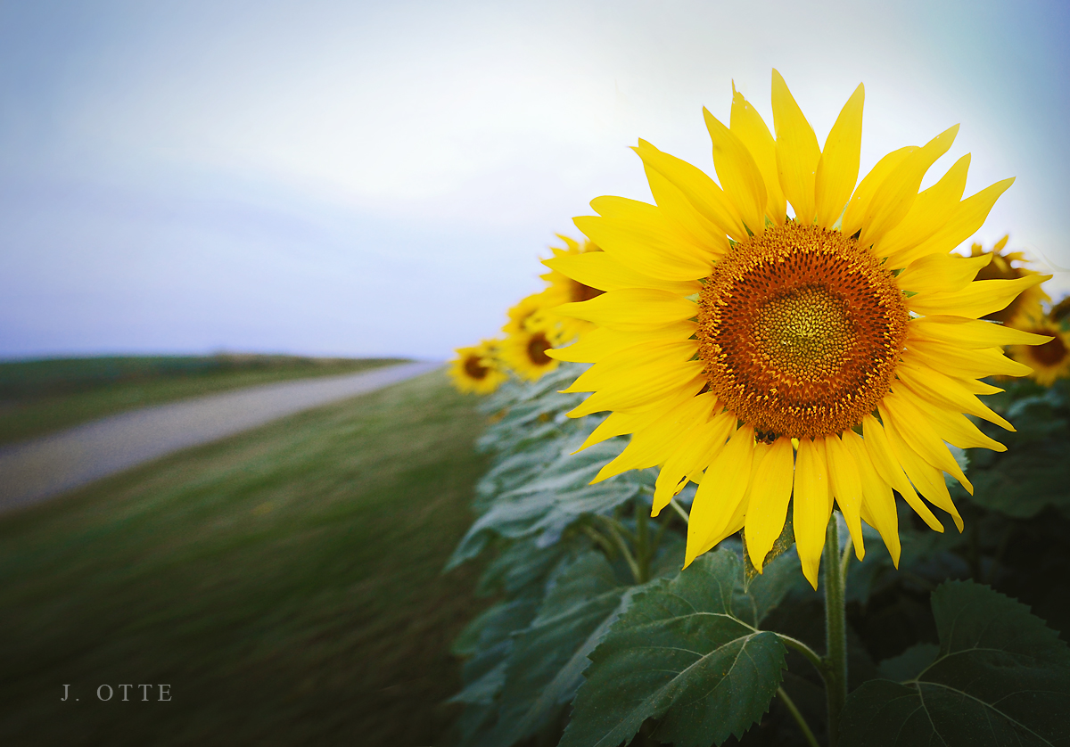 sunflower