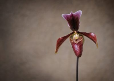 purple maroon orchid