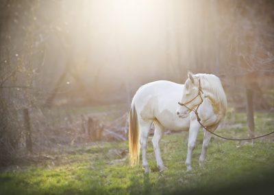 equine photographer