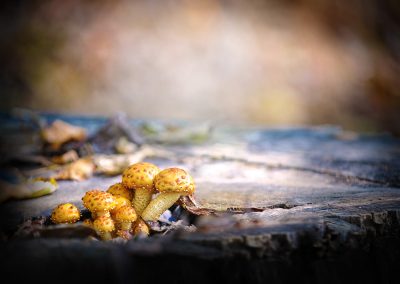 toadstools