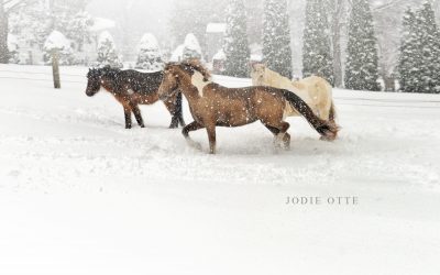 Horses in the Snow – Equine Photographer